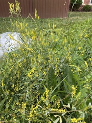 Melilotus officinalis