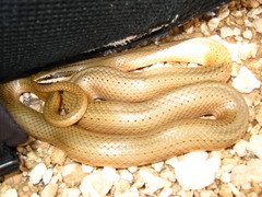 Conophis lineatus