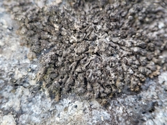 Montanelia sorediata