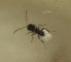 Melikaiella ostensackeni