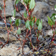 Polygonum minimum