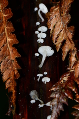 Mycena maldea