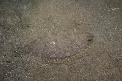Arnoglossus laterna