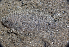 Arnoglossus