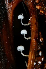 Mycena maldea
