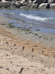 Charadrius alexandrinus