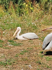 Pelecanus onocrotalus