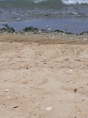 Charadrius alexandrinus