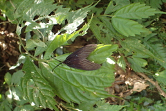 Gynautocera rubriscutellata