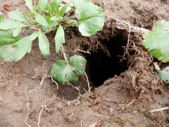 Ranunculus micranthus