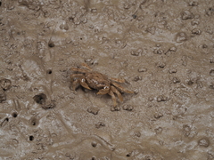 Ilyoplax dentimerosa