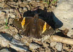 Thorybes pseudocellus