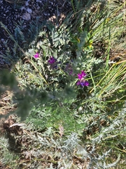 Oxytropis baschkiriensis