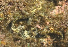 Antennablennius bifilum