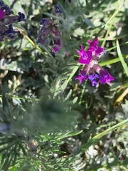 Oxytropis baschkiriensis