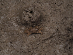 Ilyoplax dentimerosa