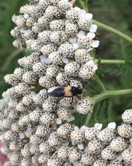 Macrosiagon flavipennis