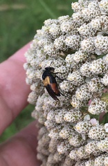 Macrosiagon flavipennis