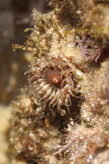 Anemonia natalensis