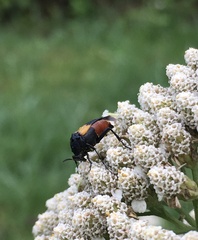Macrosiagon flavipennis
