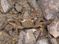 Parasesarma tripectinis