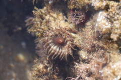 Anemonia natalensis