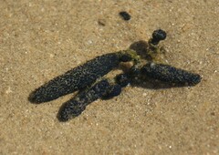 Eudistoma