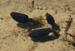 Eudistoma