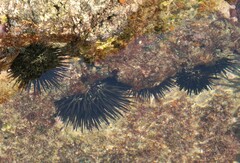 Stomopneustes variolaris