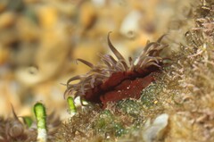 Anemonia natalensis
