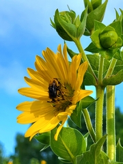 Silphium integrifolium