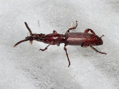 Amorphocephala coronata