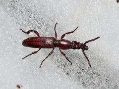 Amorphocephala coronata