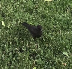 Euphagus