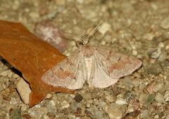 Adalbertia castiliaria