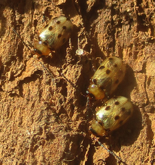 Afromaculepta ursulae