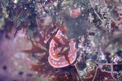 Synarthrophyton patena, 2022-07-16