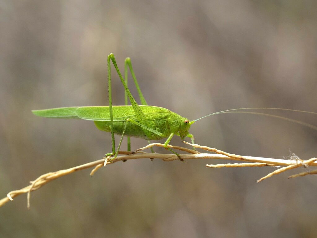 Sickle-bearing Leaf Katydid
