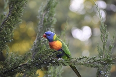 Trichoglossus moluccanus