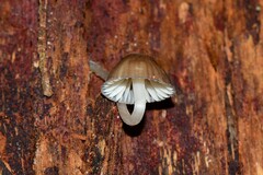 Mycena yuulongicola