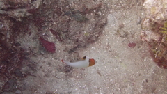 Cetoscarus ocellatus