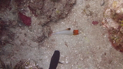 Cetoscarus ocellatus