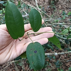 Dioscorea cirrhosa