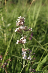 Silene amoena
