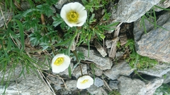 Ranunculus glacialis