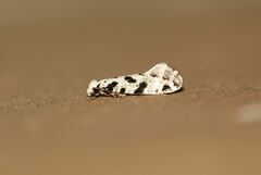 Nemapogon nevadella