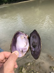 Cyclonaias tuberculata