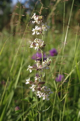 Silene amoena