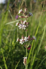 Silene amoena