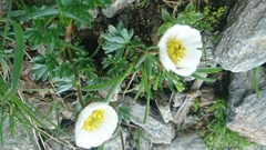 Ranunculus glacialis